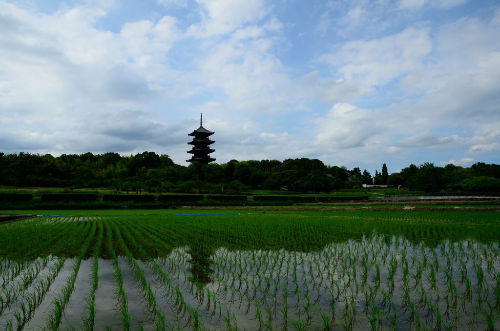 備中国分寺　田植え