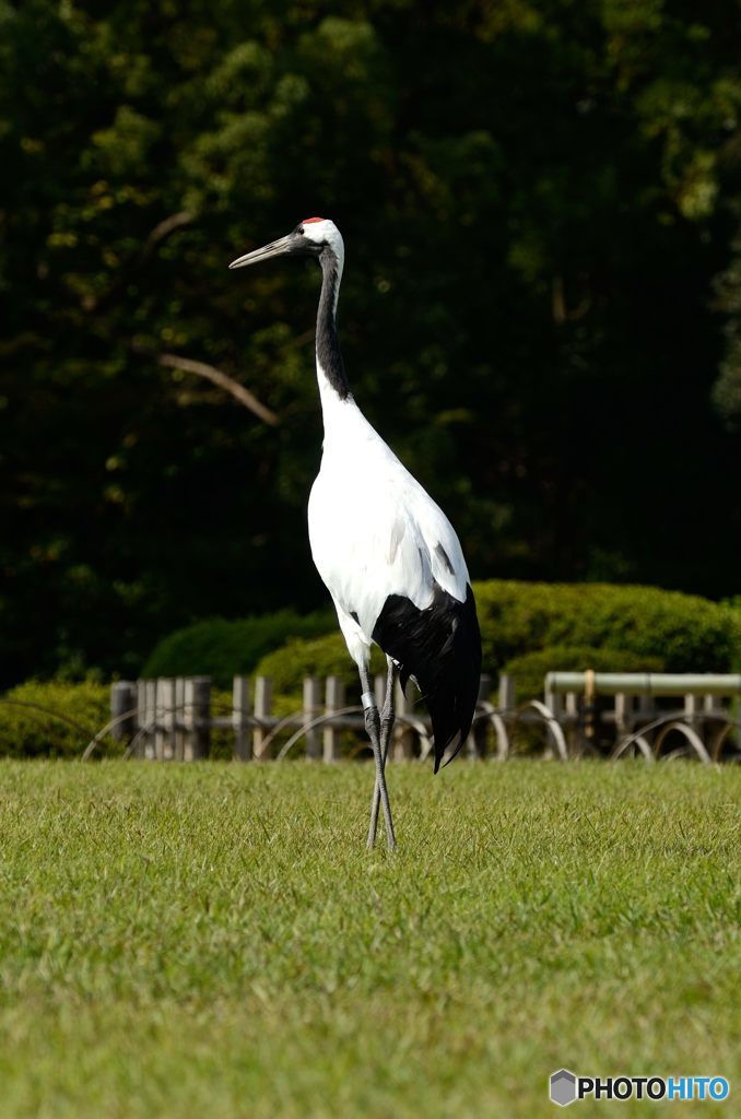 岡山後楽園 タンチョウの園内散策 １ By Colt Verr Id 写真共有サイト Photohito