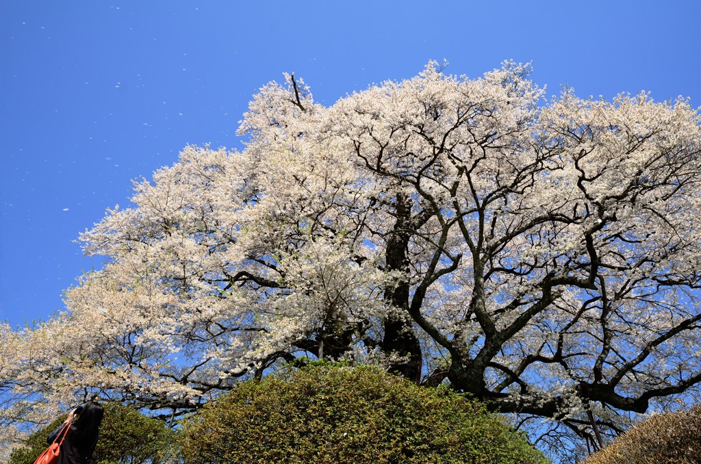 醍醐桜　桜吹雪