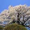 醍醐桜　桜吹雪