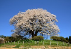 醍醐桜