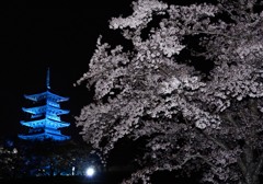 桜と備中国分寺ブルーライトアップ