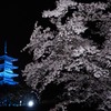桜と備中国分寺ブルーライトアップ