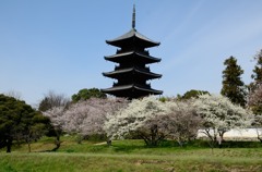 備中国分寺　春模様