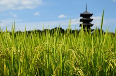 備中国分寺　秋