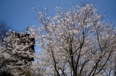 備中国分寺　春模様