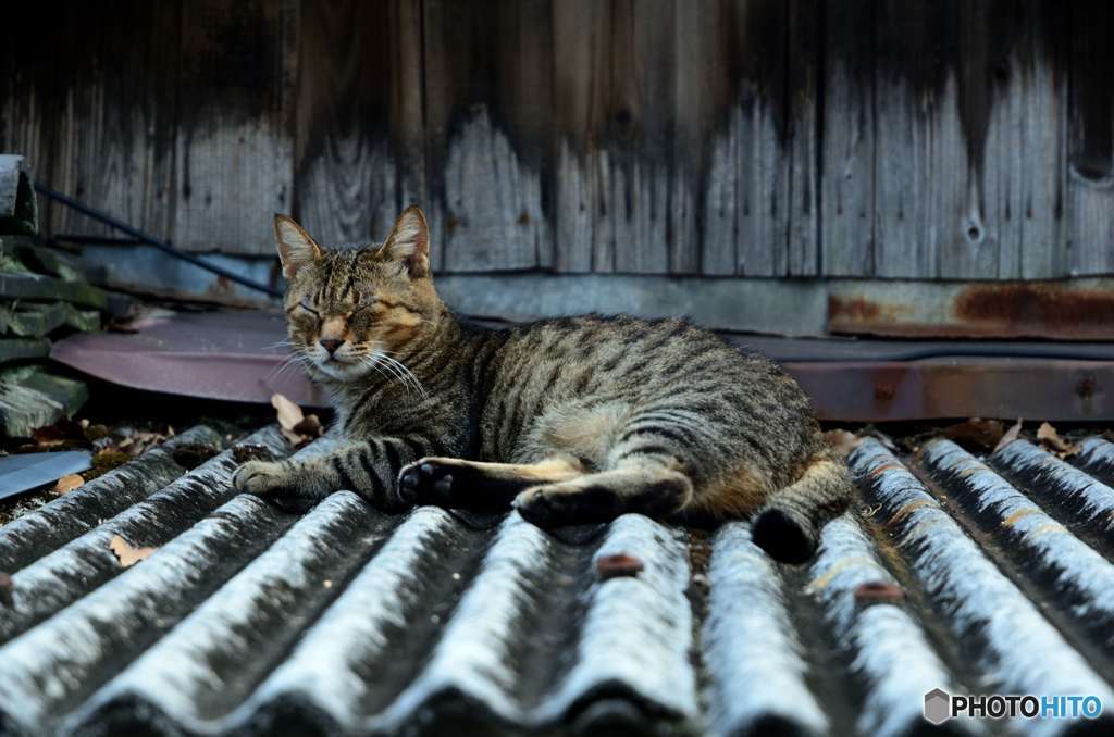 尾道のねこ