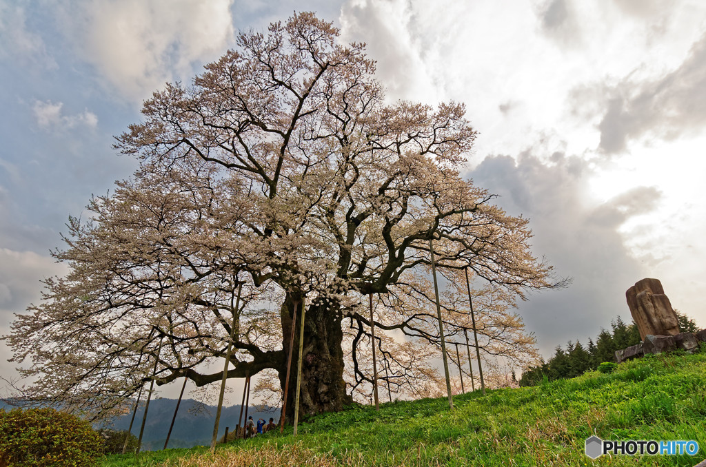 醍醐桜