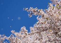 醍醐桜　
