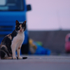 港の猫