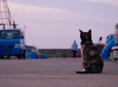 黄昏の猫