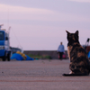 黄昏の猫