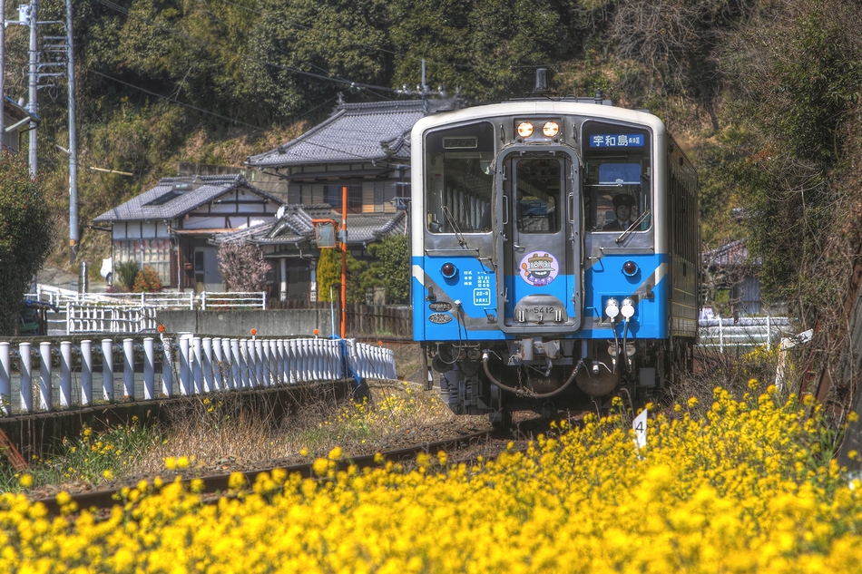 五郎　菜の花　昼下がり