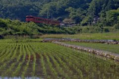 田植えの頃