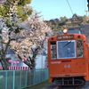 サクラサク 2018