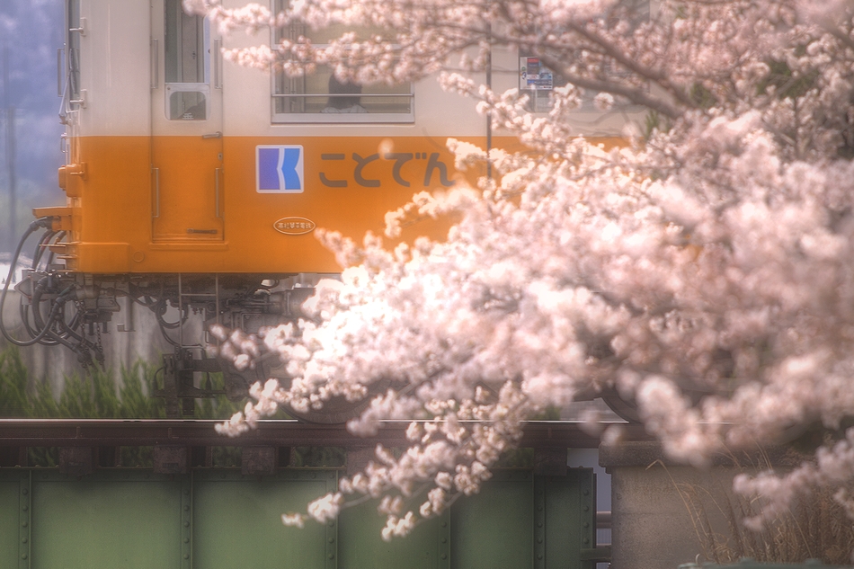 サクラサク　2014