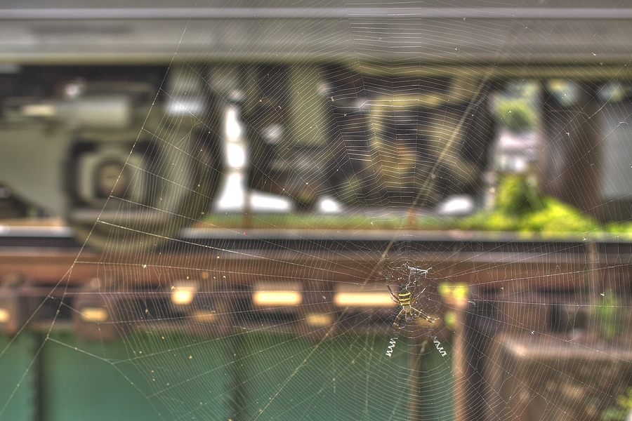 スパイダーどんこ