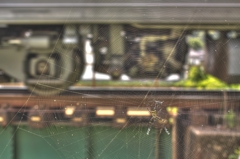 スパイダーどんこ