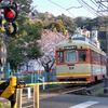 春の日 ふみきり サクライロ
