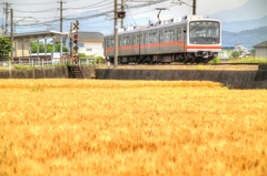 黄金色の誘惑