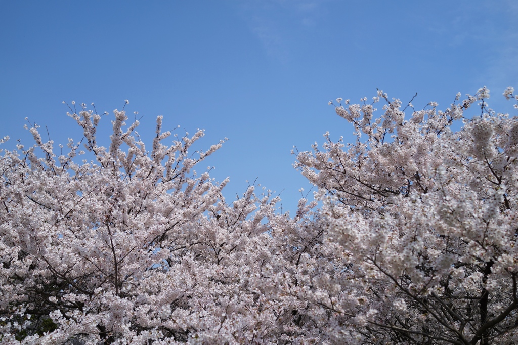 浜寺の桜Ⅱ