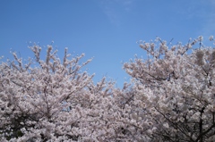 浜寺の桜Ⅱ