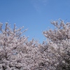浜寺の桜Ⅱ