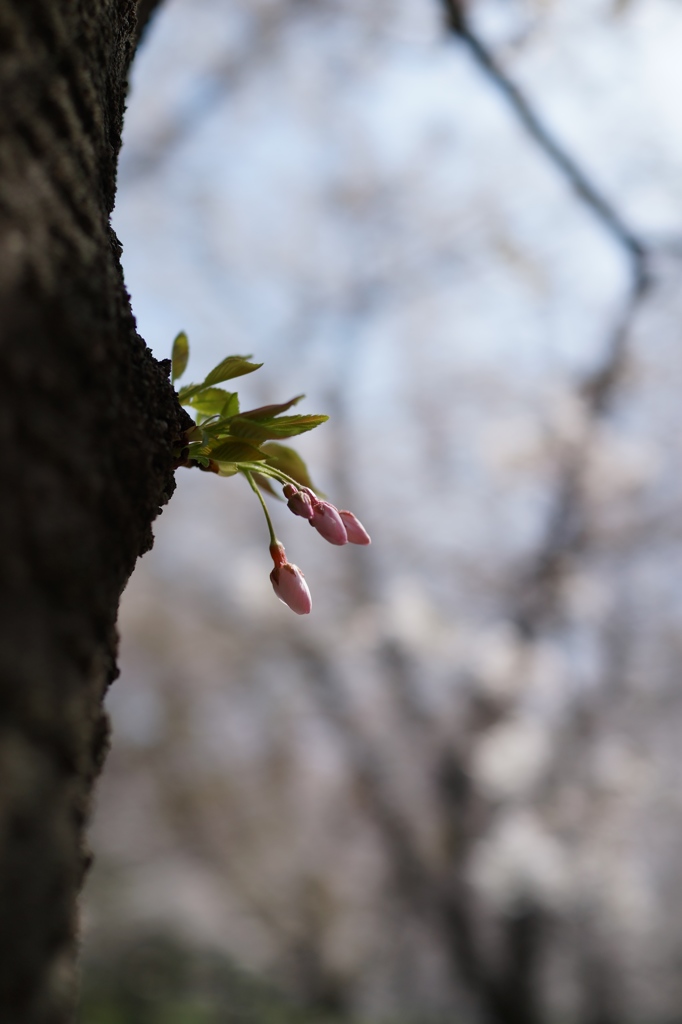 つぼみ