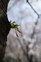 つぼみ