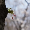 つぼみ