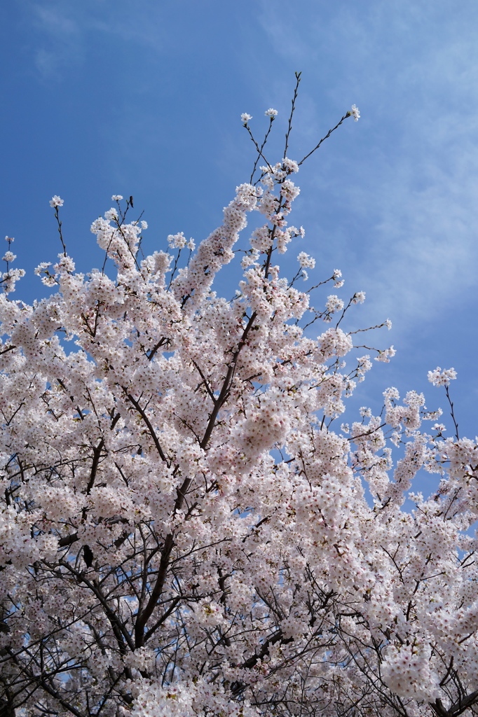 浜寺の桜