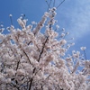 浜寺の桜
