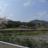 里山の自然と桜と高速道路