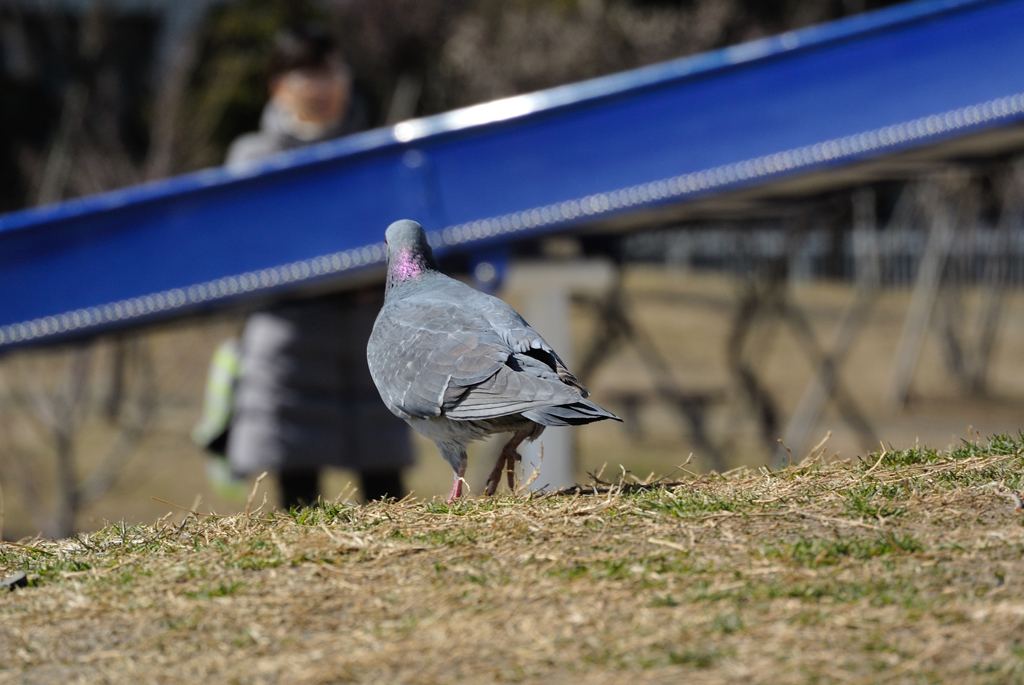 鳩のおしり