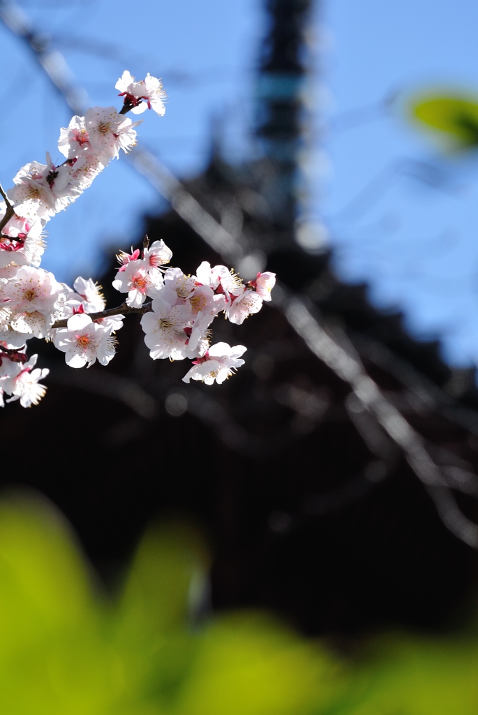 残寒余寒の桜