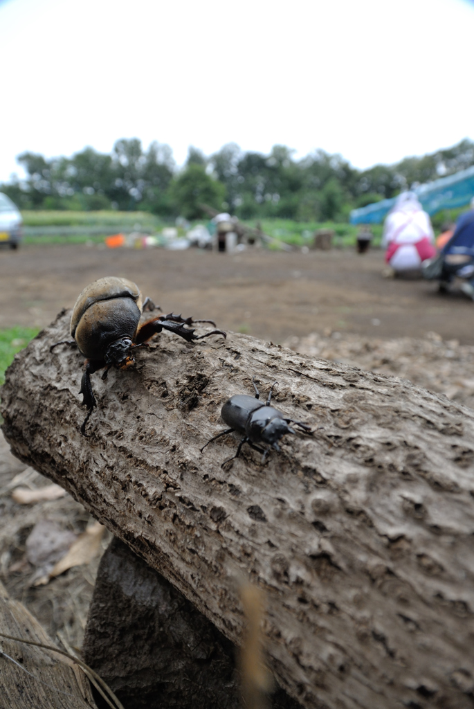 カブトムシクワガタムシ