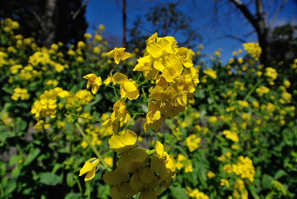 菜の花