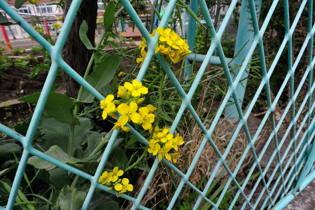 【春のてんき】「なたねづゆ（菜種梅雨）」菜の花が咲く頃に、雨がしとしとと降り続く