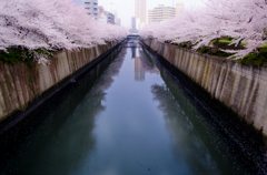 目黒川　桜2