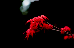 春紅葉