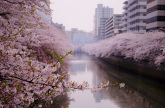 目黒川　桜４