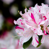 お洒落な花