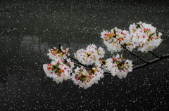 目黒川　桜