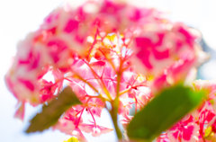 紫陽花