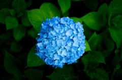 紫陽花の丸