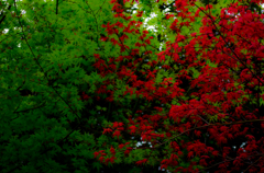 春紅葉