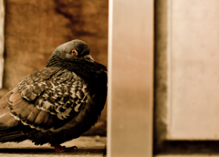 変わった鳩