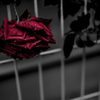 雨と薔薇