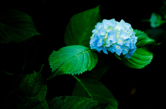 紫陽花、妖艶
