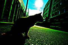小道猫